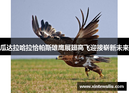 瓜达拉哈拉恰帕斯雄鹰展翅高飞迎接崭新未来